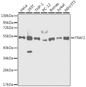 TRAF2 Antibody, KO Validated