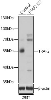 TRAF2 Antibody, KO Validated