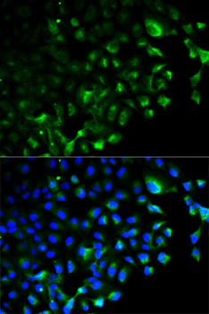 TRAF2 Antibody, KO Validated