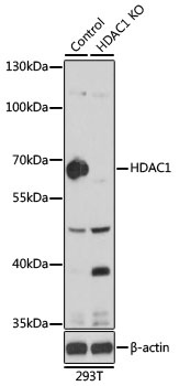 HDAC1 Antibody, KO Validated