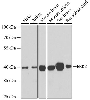 ERK2 Antibody, KO Validated