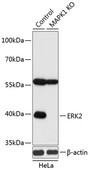 ERK2 Antibody, KO Validated