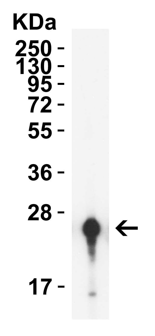 HIV-1 p24 Antibody [9D2F6] (biotin)