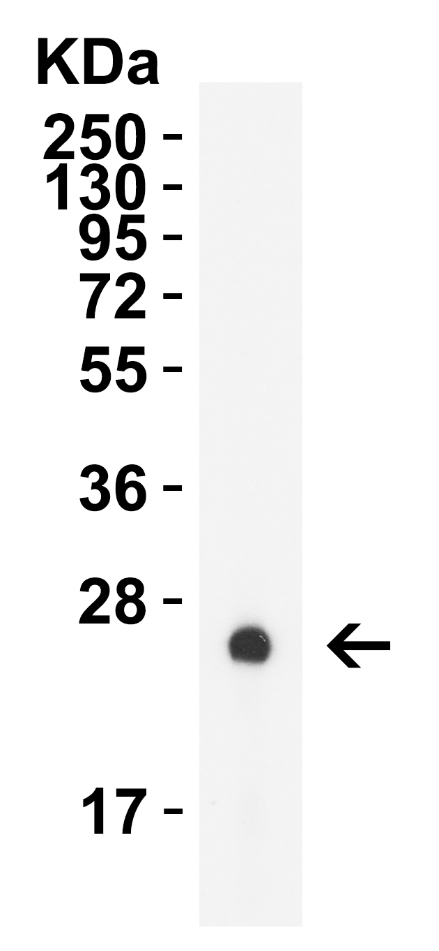 HIV-1 p24 Antibody [8D7E11] (biotin)