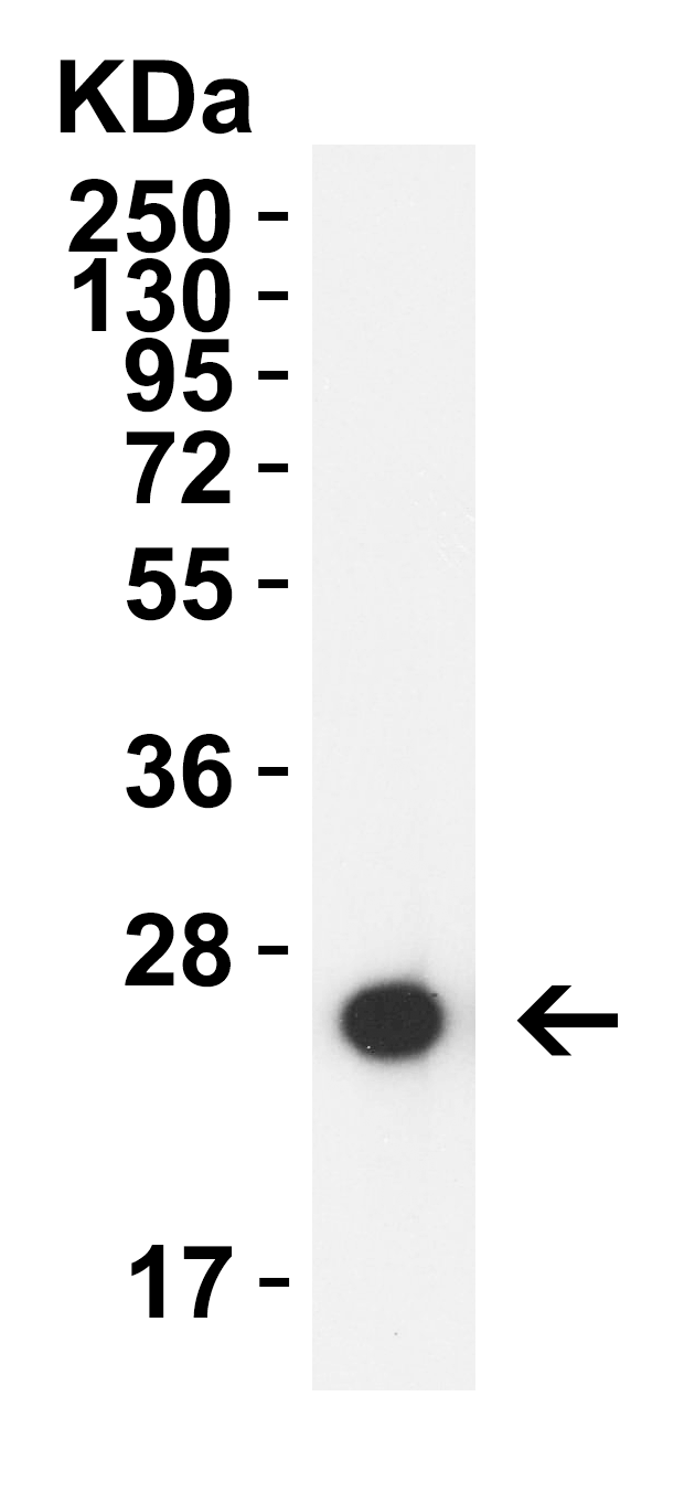 HIV-1 p24 Antibody [8A1A6] (biotin)