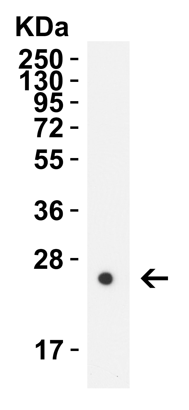 HIV-1 p24 Antibody [2F11G1] (biotin)