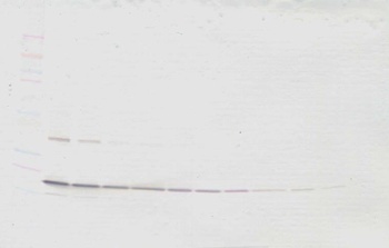 TNF-beta Antibody (biotin)