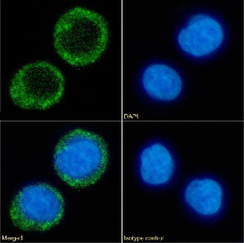 CD38 Antibody [OKT10], Rabbit IgG