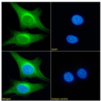 PRDM4 Antibody [RAB-C367], Rabbit IgG