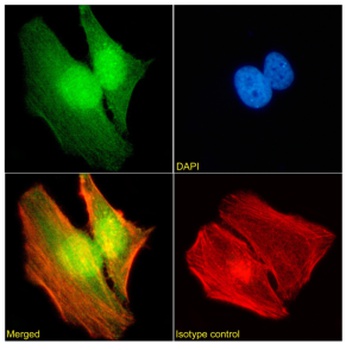WDR5 Antibody [RAB-C223], Rabbit IgG