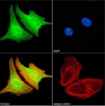 BRD4 Antibody [RAB-C131], Rabbit IgG