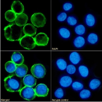 MS4A4A Antibody [3F2], Rabbit IgG