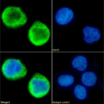 MS4A4A Antibody [5C12], Rabbit IgG