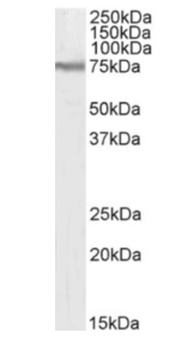 CD98 Antibody [RL388], Rabbit IgG