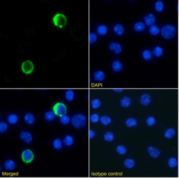 Ly6G/Ly6C Antibody [RB6-8C5], Rabbit IgG