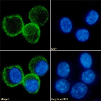 CD80 Antibody [RM80], Rabbit IgG