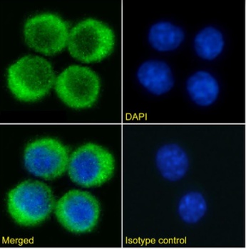 PD-1H Antibody [mam82], Rabbit IgG