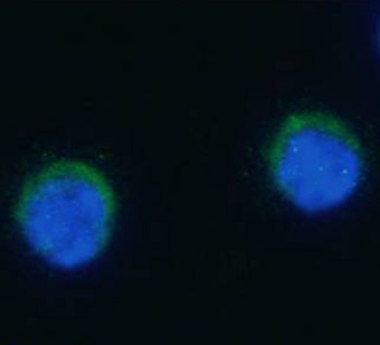 PD-1H Antibody [MH5A], Rabbit IgG