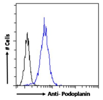 Podoplanin (MAP tag) Antibody [PMab-1], Rabbit IgG - Research Grade Biosimilar