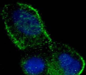 Fas Antibody [R-125224], Rabbit IgG