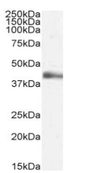 Lymphotoxin alpha Antibody [3F12.2D3], Rabbit IgG