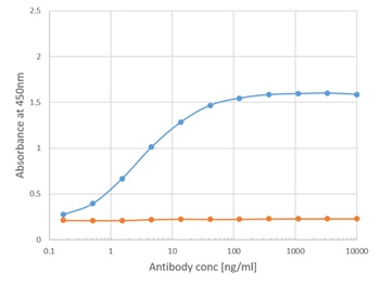 Phl p 1 Antibody [Clone 25], Rabbit IgG