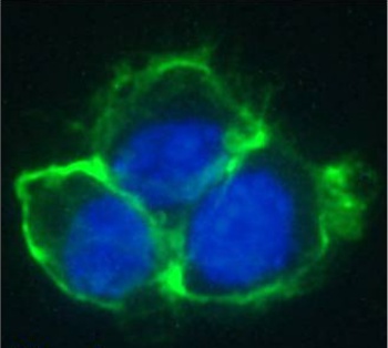 EGFR Antibody [Matuzumab], Rabbit IgG - Research Grade Biosimilar