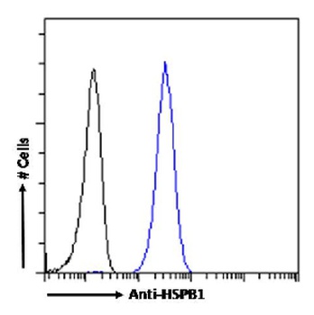 HSPB1 Antibody [SAIC-23C-35], Rabbit IgG