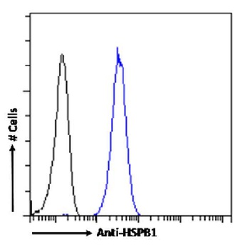 HSPB1 Antibody [SAIC-23B-22], Rabbit IgG