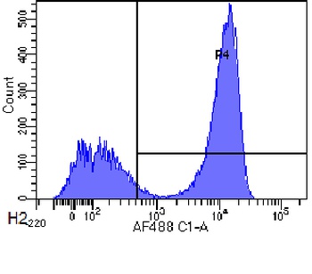 CD3 epsilon Antibody [YTH 12.5], Rabbit IgG