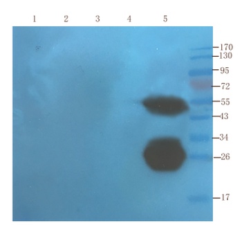TNF alpha Antibody [cA2 (Infliximab)], Human IgG1 - Research Grade Biosimilar