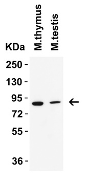 IFI16 (CT) Antibody