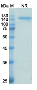Samalizumab (CD200) - Research Grade Biosimilar