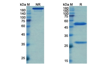 Simtuzumab (LOXL2) - Research Grade Biosimilar