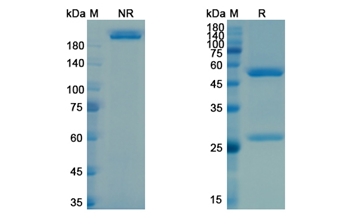 Vesencumab (NRP1/VEGF165R extracellular domain) - Research Grade Biosimilar