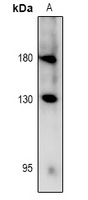 Anti-RET (Phospho-Y981) Antibody
