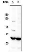 Anti-Occludin Antibody