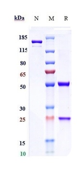 Anti-RSV-F Reference Antibody (motavizumab)