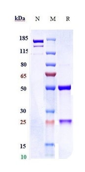 Anti-HBsAg Reference Antibody (OST 577)