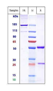Anti-ERBB1 / EGFR / HER1 Reference Antibody (Cetuximab-MMAE)