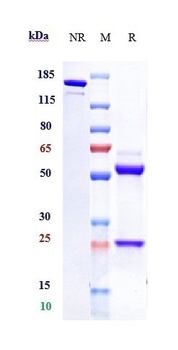 Anti-TROP2 Reference Antibody (Sacituzumab-MMAE)