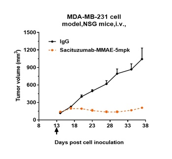 Anti-TROP2 Reference Antibody (Sacituzumab-MMAE)