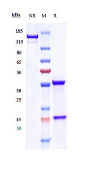 Anti-NCAM Reference Antibody (lorvotuzumab-MMAE)