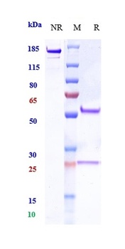 Anti-NCAM Reference Antibody (lorvotuzumab mertansine)