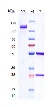 Anti-CD79b Reference Antibody (polatuzumab vedotin-piiq)