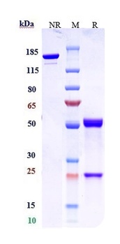 Anti-CLDN6 Reference Antibody (AB3-7)