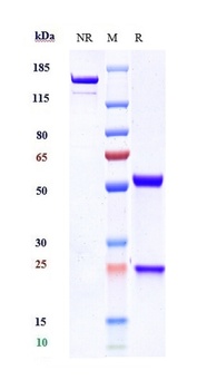 Anti-GPC3 / Glypican-3 Reference Antibody (Codrituzumab-MMAE)