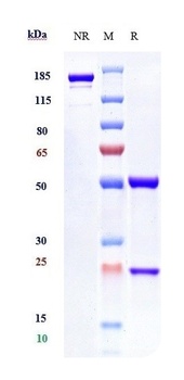 Anti-IFNAR1 Reference Antibody (Medarex patent anti-IFNAR-1)