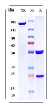 Anti-VEGFR2 / KDR / CD309 Reference Antibody (AT001)