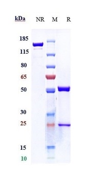 Anti-TSLP Reference Antibody (Schering patent anti-TSLP)